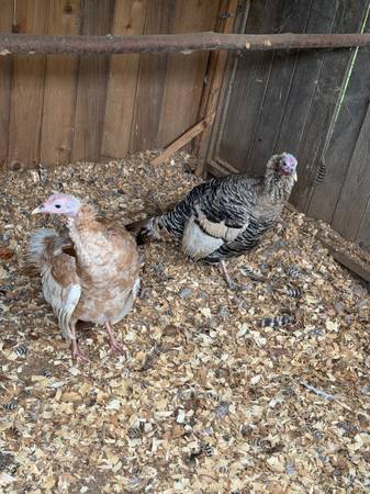 Turkeys pair 1
