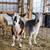 Unicorn Nigerian dwarf doe 2 thumbnail
