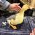 BYM DUCKLINGS 3 thumbnail
