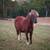 Beautiful silver bay tri-color mini gelding, trained 1 thumbnail
