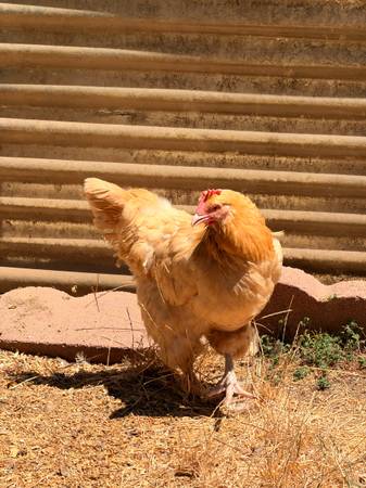 Rehoming the flock (Santa Rosa)