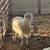Valais Blacknose 7 thumbnail
