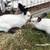 Himalayan Rabbit Pair 3 thumbnail