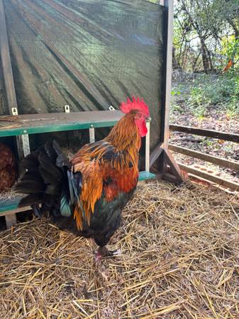 Black Copper Maran Rooster 1