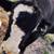 Simmental bull 9 thumbnail