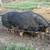 Purebred Berkshire Boar 5 thumbnail
