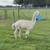 Alpaca’s 4 thumbnail