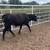 Longhorn steer 1 thumbnail