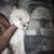 6 6 weeks kittens 5 thumbnail