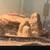 ball python 3 thumbnail