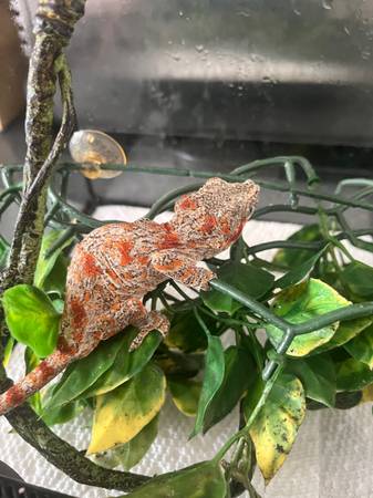 Gargoyle Juvenile Gecko 3A (Cary)63976054667651120