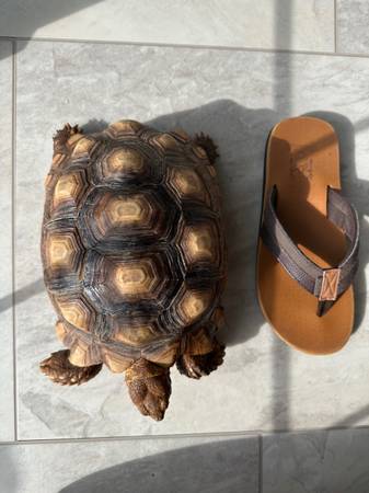 Tortuga Sulcata - 4 años (Taylors)63661373165571121