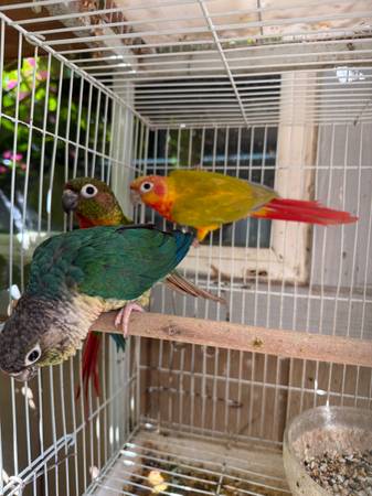 Conure (fairfield / vacaville)63852312100737124