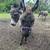Donkey 1 thumbnail