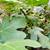 Large Fig Tree with Fruits 3 thumbnail