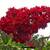 Flowering Shrubs, Ornamental Shrubs, Bushes Evergreen Shrubs 6 thumbnail