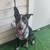 BLUE HEELER/AUSTRALIAN CATTLE DOG FOR ADOPTION!! 2 thumbnail