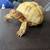 Albino sulcata tortoise 1 thumbnail