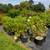 Arborvitae, Boxwoods, Gold Mop Cypress, Knockout & Mini Roses. $21.97 11 thumbnail