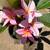 Plumeria 1 thumbnail