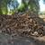 FIREWOOD 4 thumbnail