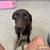 Chocolate lab 1 thumbnail