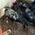Rare hybrid chickens, Pullets, Cockrels-Putih Ayam Cemani x Japanese Onagadori 2 thumbnail