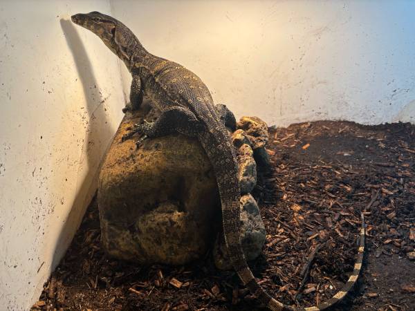 Asian water monitor (Las Vegas)63860185230851120