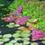 Floating plants &colors stem plant for freshwater aquarium in Brooklyn 1 thumbnail