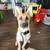German shepherd puppy 1 thumbnail