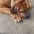 🐾 REAL WORLD DOG TRAINING & BOARDING – ANNAPOLIS | SPECIALS 🤩👀👇 10 thumbnail