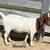 ABGA Starter Boer Goat Herd 5 thumbnail
