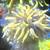 24K gold torch coral frag 1 thumbnail