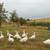 9 Purebred Emden Geese - 4 Months Old 2 thumbnail
