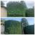 5⭐️Google Rated Fall Yard Clean UP💨Hedges🌳Leafs🍁Tree Trimming🌲 6 thumbnail
