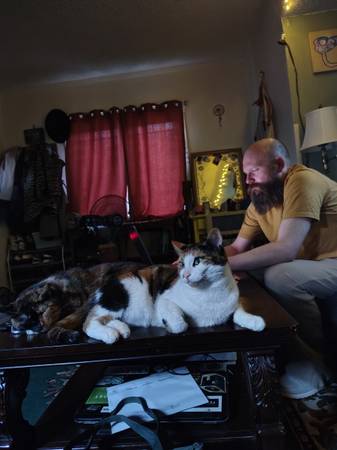 Missing Calico Cat 1