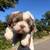 Shihtzu puppies 1 thumbnail