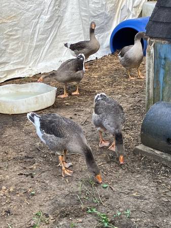 Toulouse Geese for sale 1