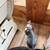 Sphynx kitten 2 thumbnail