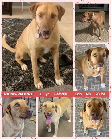 ¡¡Perros de Rescate Increíbles!! (Mesa)63905906017027122