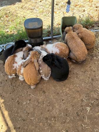 Holland lops (campbell)63928842561795120