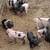 Baby pot belly pigs mix 2 thumbnail
