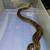 Dwarf boa with cage 7 thumbnail