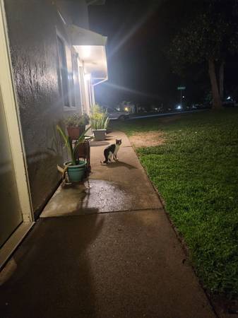 Lost or Abandoned Cat (Auburn)63881395145985120