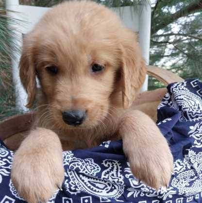 handsome  Golden retriever* (407 8zero9 5500)63664482489089120