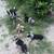 Pups 1 thumbnail
