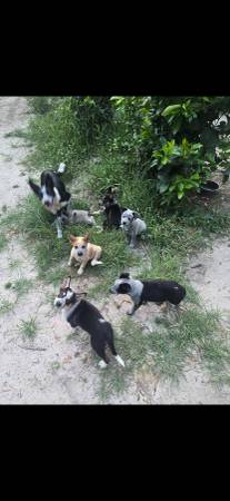 Pups 1