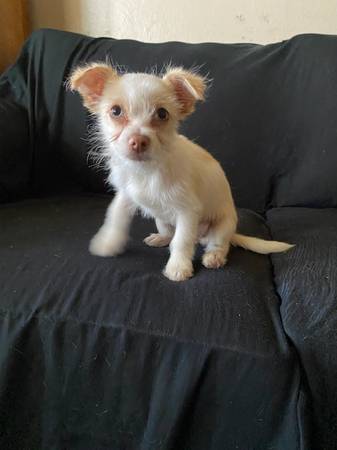 Chorkie (hayward / castro valley)63683376905475121