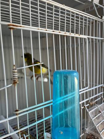 Rehoming Canaries, green singers, Mules63931429886083124