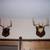 Deer Horn Mounts 3 thumbnail